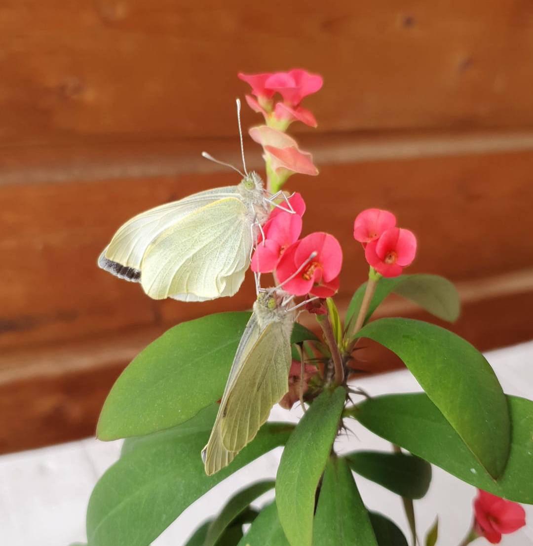 Peuterspeelzaal blok 3